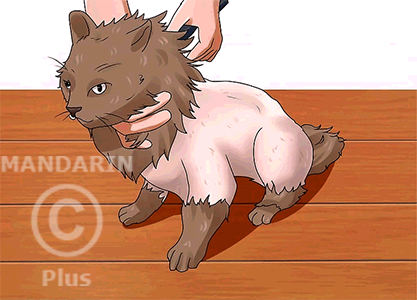 стрижка головы кошки